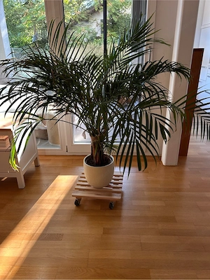 Palme zu verkaufen  Bild 4
