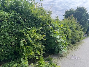 Übernehme alle Art von Garten arbeit Bild 10