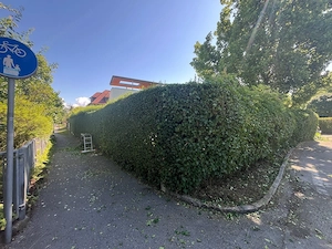 Übernehme alle Art von Garten arbeit Bild 9