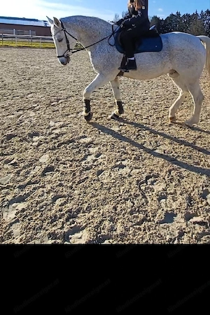 Reitbeteiligung  Bild 3