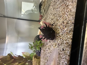 Verschenken Axolotl-Paar in gute Hände inkl. Aquarium und Zubehör  Bild 4