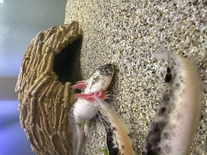 Verschenken Axolotl-Paar in gute Hände inkl. Aquarium und Zubehör  Bild 2