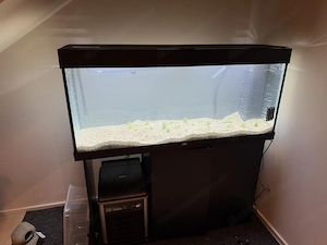 Verschenken Axolotl-Paar in gute Hände inkl. Aquarium und Zubehör  Bild 3