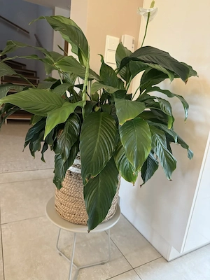 Einblatt   Spathiphyllum   ca. 70cm hoch   ca. 80cm breit
