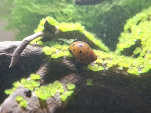 Garnelen Aquarium Komplettset  Bild 5