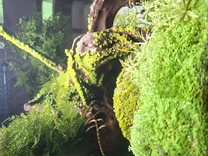 Garnelen Aquarium Komplettset  Bild 2