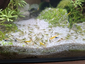 Garnelen Aquarium Komplettset  Bild 3