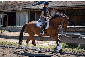 Liebevoller & pferdegerechter Beritt und Anreiten im Allgäu Bild 5