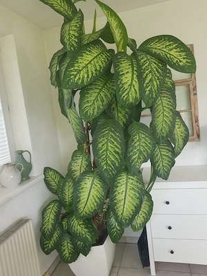 Wunderschöne Dieffenbachia seguine zu verkaufen! Bild 2