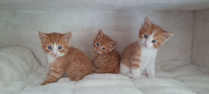 Süße rote Babykatzen  Bild 9