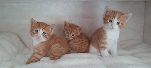 Süße rote Babykatzen  Bild 7