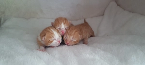 Süße rote Babykatzen  Bild 10