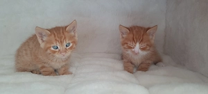 Süße rote Babykatzen  Bild 3