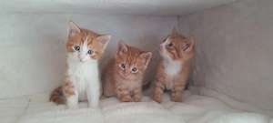 Süße rote Babykatzen  Bild 8