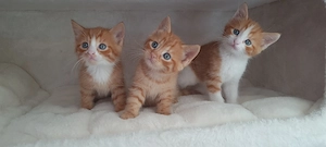 Süße rote Babykatzen  Bild 2