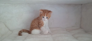 Süße rote Babykatzen  Bild 4