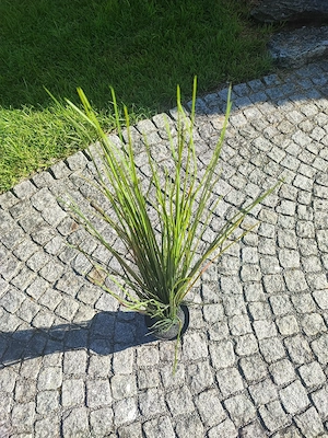 Topfpflanze künstlich Bild 6