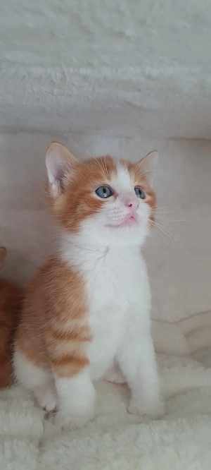 Süße rote Babykatzen  Bild 6