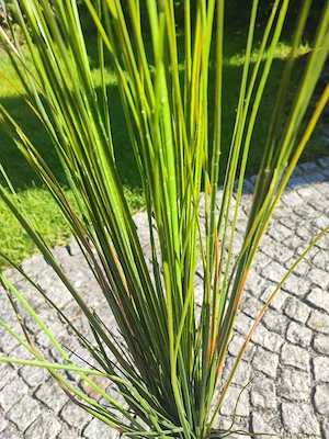 Topfpflanze künstlich Bild 4