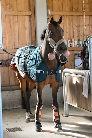 Rehabilitation & Erholung für Pferde mit Equinem Asthma im Allgäu Bild 4