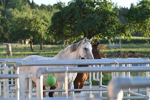 Rehabilitation & Erholung für Pferde mit Equinem Asthma im Allgäu Bild 2