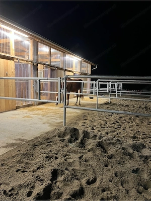 Rehabilitation & Erholung für Pferde mit Equinem Asthma im Allgäu Bild 8