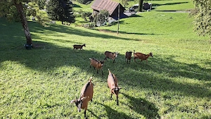 Ziegen Kitz  Bild 2