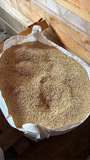 Bio-Speise Futterhafer Bild 3