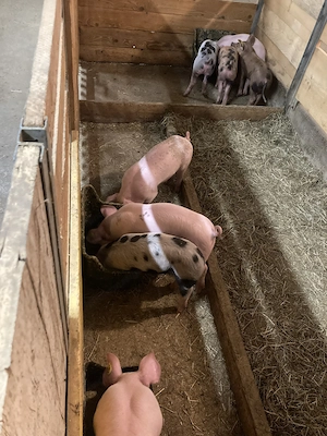 Ferkel zu verkaufen Bild 2
