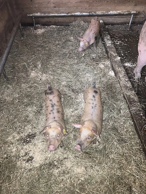 Ferkel zu verkaufen