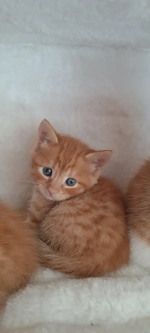 Süße Rote Babykatzen  Bild 5