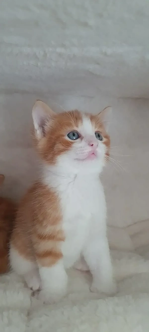 Süße Rote Babykatzen  Bild 7
