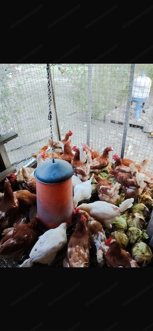 Hühner zum Verkaufen Bild 2