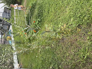 Div Strauch-Pflanzen: Sal-Weide; Schwarz-Weide, weidenblättriger Spierstrauch, Birke Bild 5