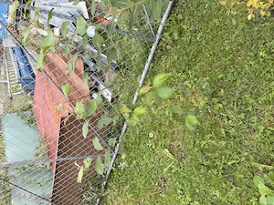 Div Strauch-Pflanzen: Sal-Weide; Schwarz-Weide, weidenblättriger Spierstrauch, Birke Bild 3