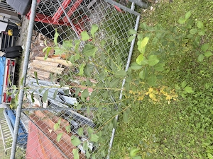 Div Strauch-Pflanzen: Sal-Weide; Schwarz-Weide, weidenblättriger Spierstrauch, Birke Bild 4