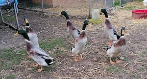  Laufenten aus Naturbrut  Bild 2
