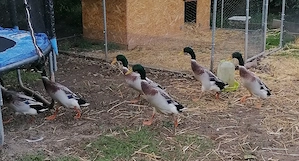  Laufenten aus Naturbrut  Bild 6