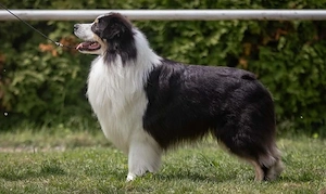 Hütehunde 