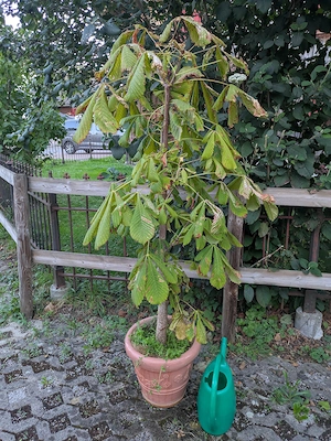 Kastanienbaum sucht Ort zum Leben