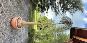 schöner Elefantenfuß mit 3m Höhe Bild 2