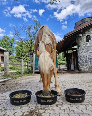 Futterberatung beim Pferd in Vorarlberg und Umgebung Bild 5