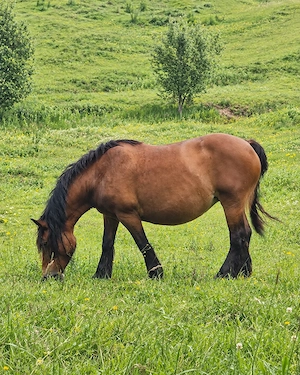 Futterberatung beim Pferd in Vorarlberg und Umgebung Bild 3