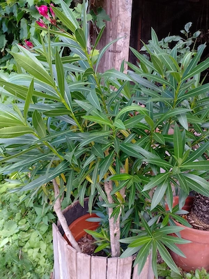 Oleander und Malve 