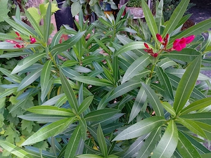 Oleander und Malve  Bild 2