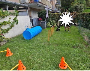 Hunde Agility Set Bild 2