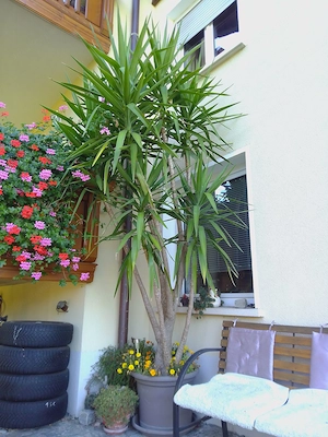Yucca-Palme 3,20 m hoch