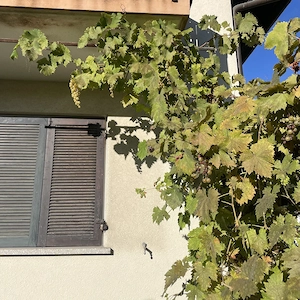 Traditionelles Einfamilienhaus im Grünen zu vermieten Bild 3