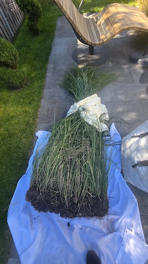 Ziergras Gras Pampers Gras Bild 1