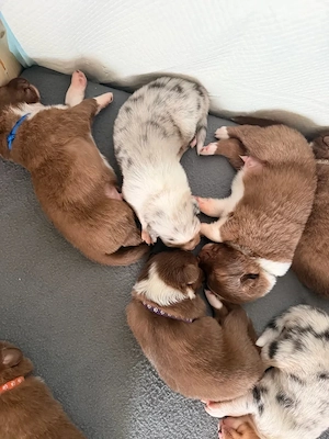Australian Shepherd Welpen